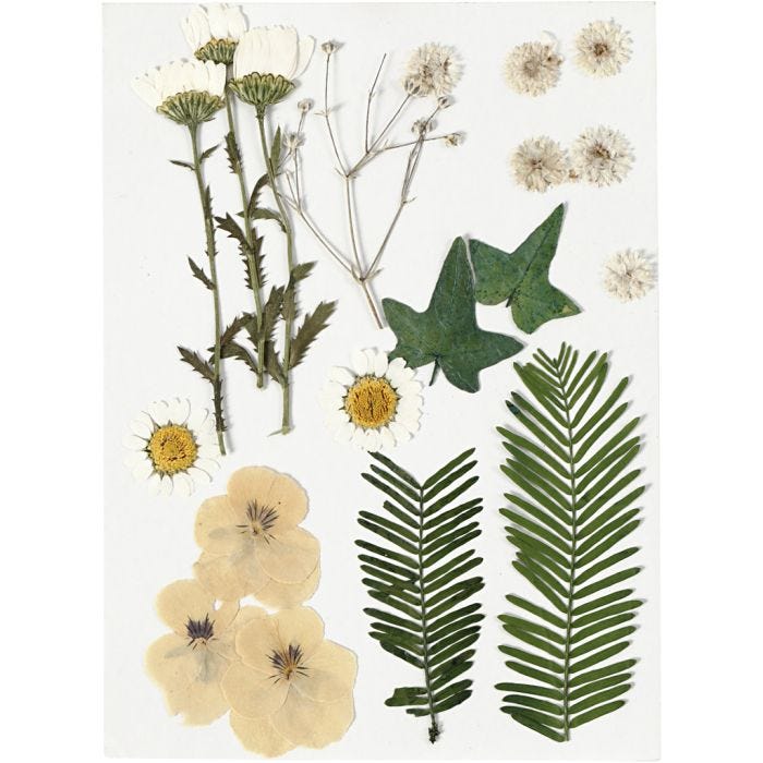 Tørrede blomster og blade, råhvid, 1 pk.