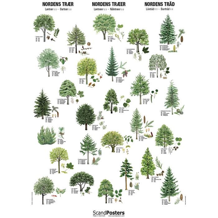 Undervisningsplakat, Nordens træer, str. 70x100 cm, 1 stk.