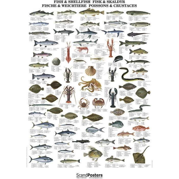 Undervisningsplakat, Fisk og skaldyr, 70x100 cm, 1 stk.