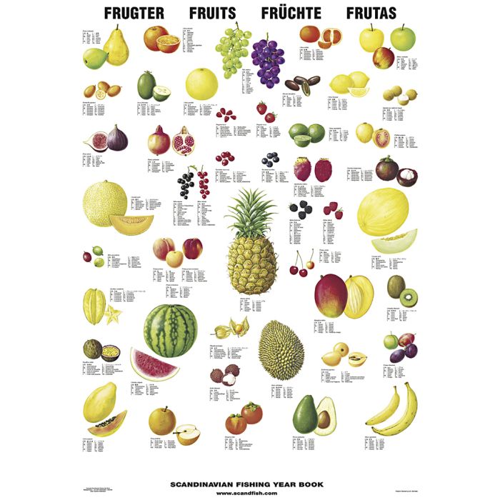 Undervisningsplakat, Frugter, str. 70x100 cm, 1 stk.
