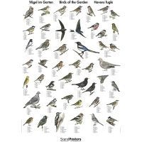Undervisningsplakat, Havens fugle, str. 70x100 cm, 1 stk.